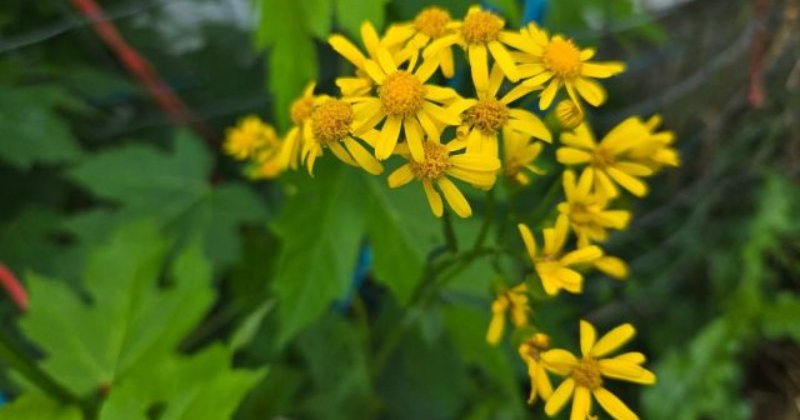 POW: Stunning Yellow volunteer wildflower from ducks4you