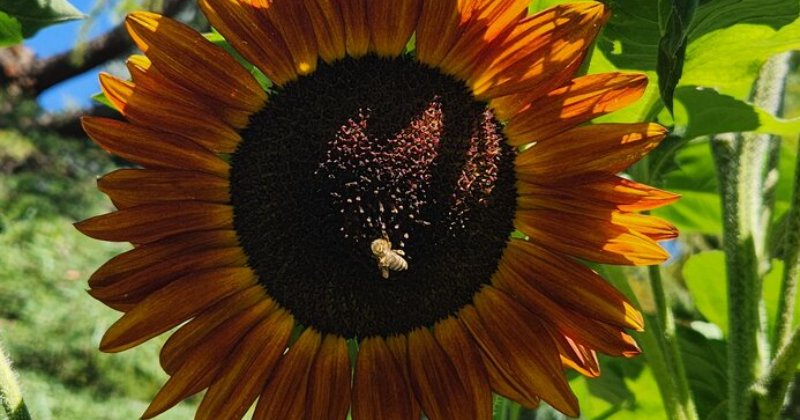 POW: Beautiful Sunflower from drstratton