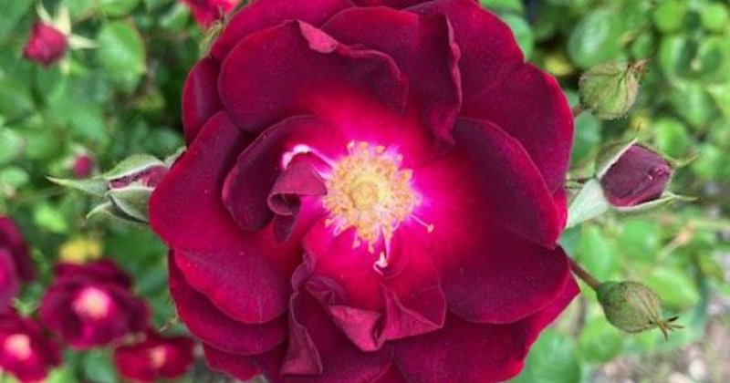 POW: Beautiful flower from JanetMarie