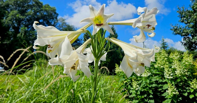 POW: Stunning Formosa lillies from secuono