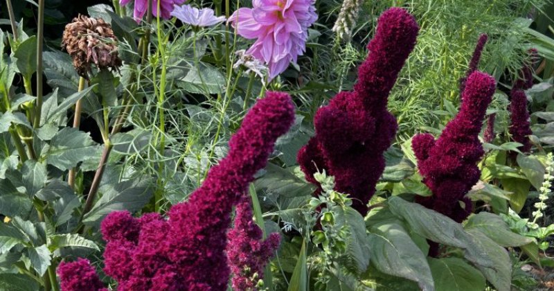 POW: Elephant head amaranth from murphysranch