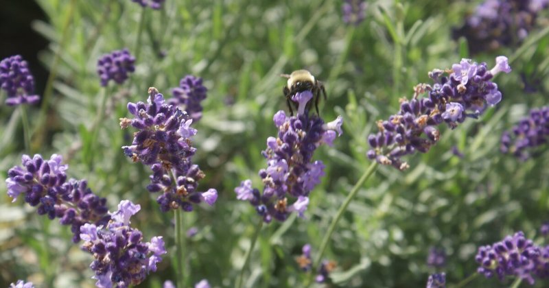 POW: Beautiful Garden from Carol Dee