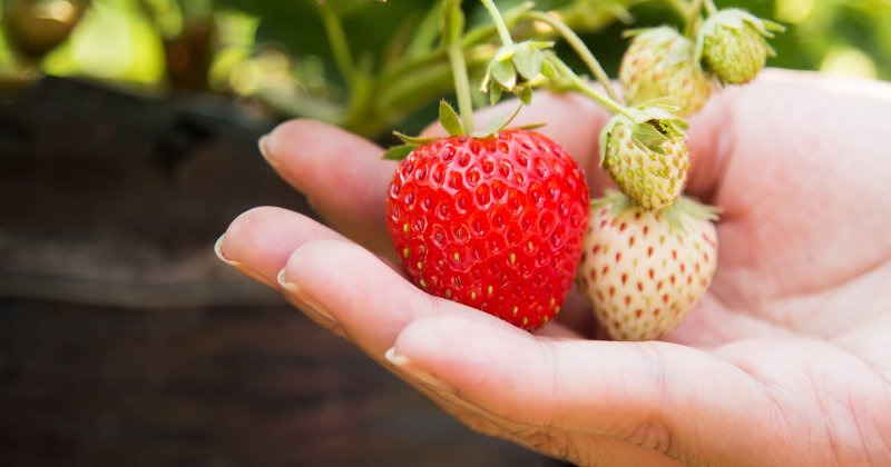 Growing Strawberries