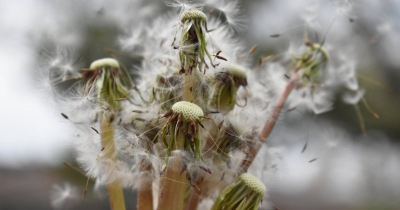 POW: Dandelion seed heads from Squawkers