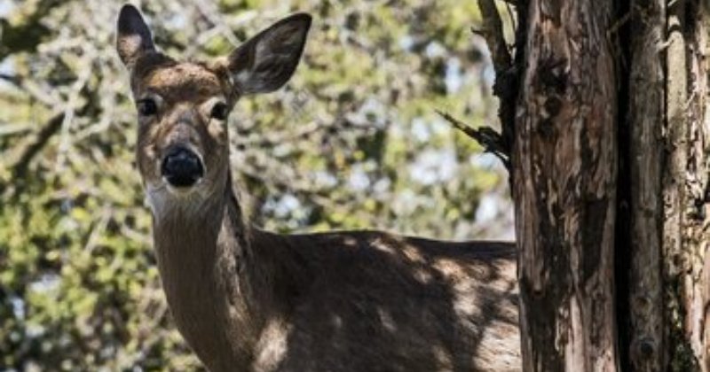 POW: deer peeking round a tree from Shades-of-Oregon