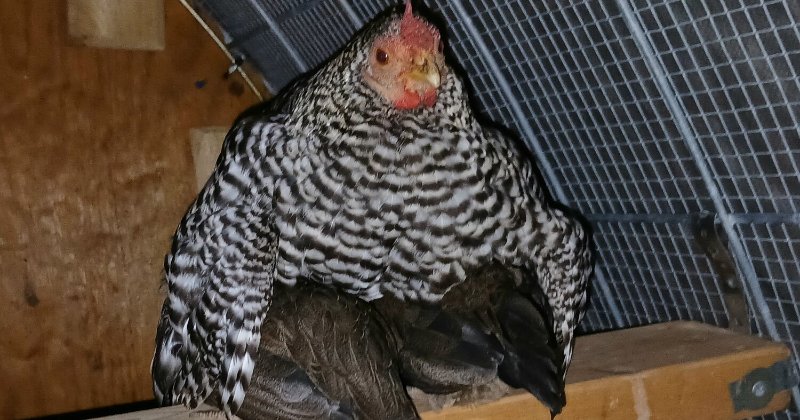 POW: Abigail doing broody duties from fuzzi
