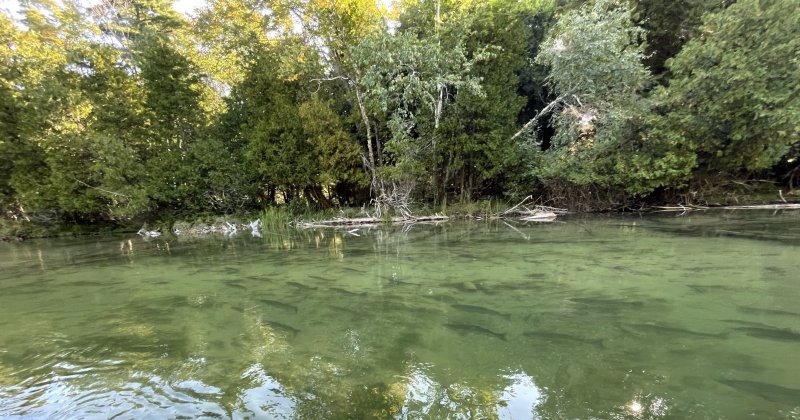 POW: Salmon running in northern Mi. Platt river from mkirkpatrick6411