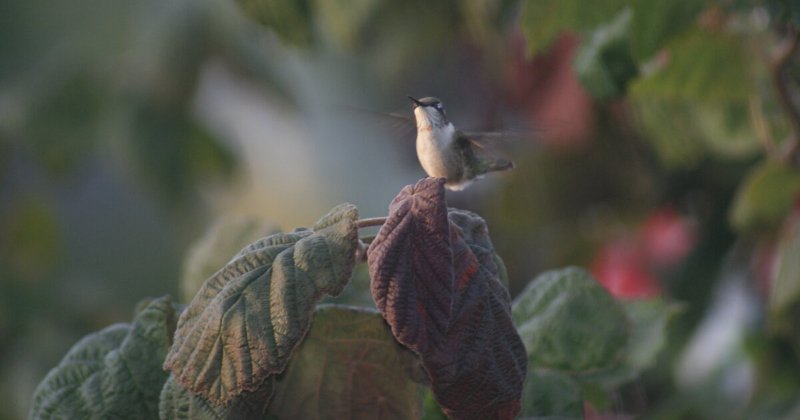 POW: beautiful hummingbird shot from Carol Dee