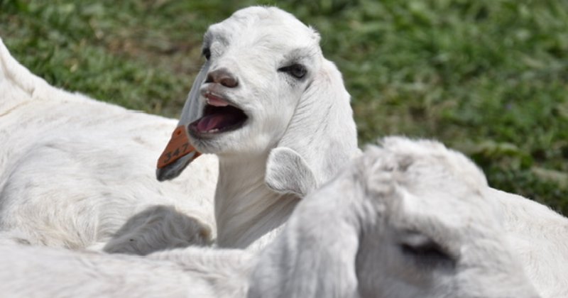 POW: Beautiful goats from Squawkers