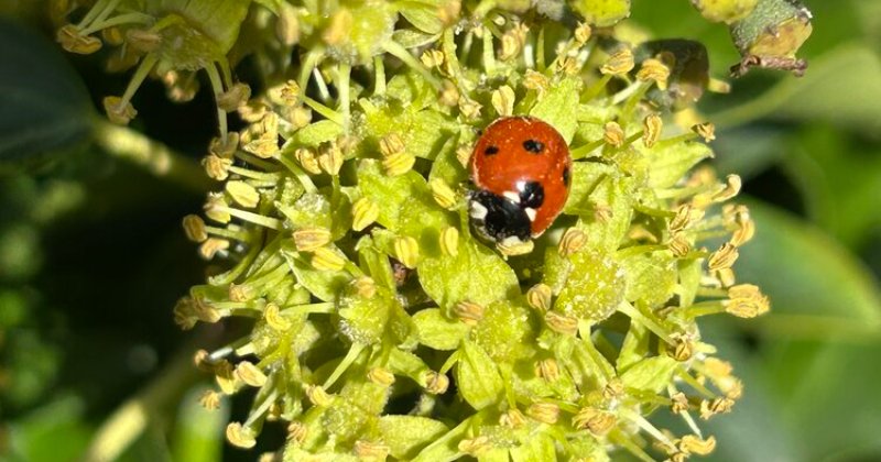 POW: Last meal before hibernation from Redbrickman