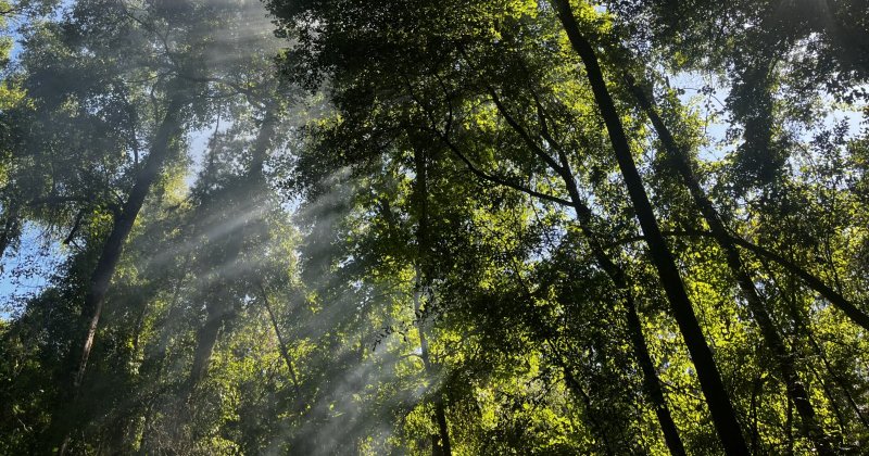 POW: A serene hike in the woods from CherishedFowlGuardian