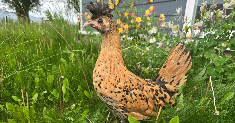 POW: Photogenic muffin from 500Chickens