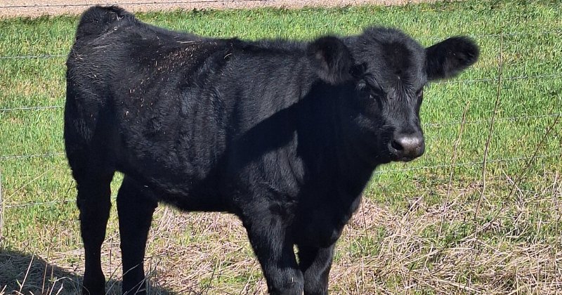 POW: calf named Nugget from 4-Hgirl