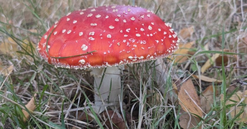POW: Beautiful Amanita Muscaria from Island