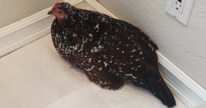 Crop issues? Share your experience here