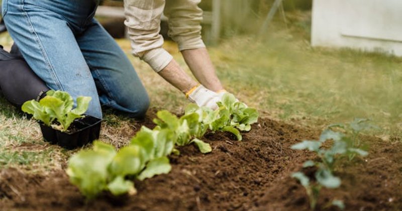 What did you do in your garden today?