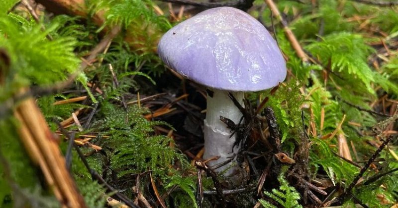 Pretty Purple Mushroom