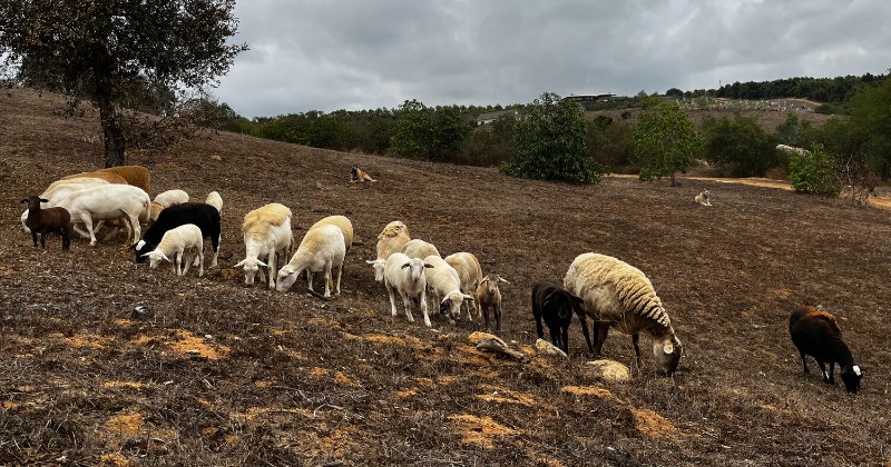 POW: Ladies and lambs grazing with dogs from SageHill