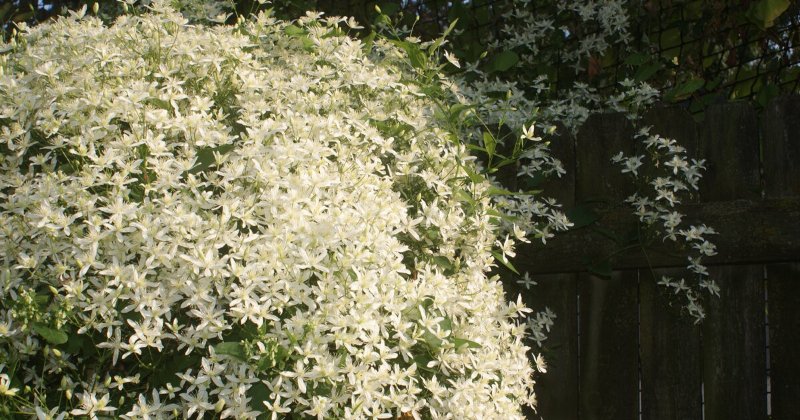 POW: Sweet Autumn Clematis from Carol Dee