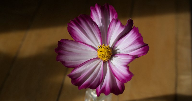 POW: Beautiful cosmo pic from flowerbug